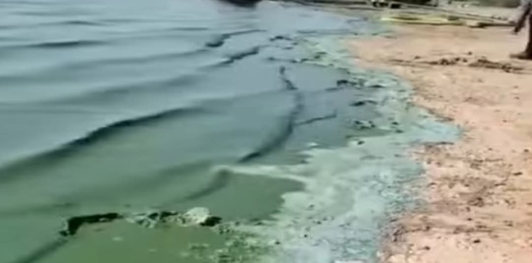 الطحالب توقف محطة مياه وادي حلفا