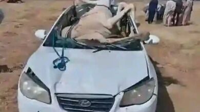 نجاة أسرة من حـ ـادث مـ ـروع بطريق عطبرة بعد اصطدام مركبتهم بجمل