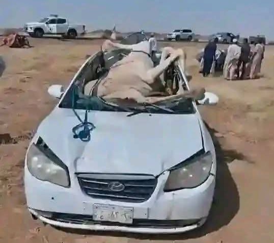 نجاة أسرة من حـ ـادث مـ ـروع بطريق عطبرة بعد اصطدام مركبتهم بجمل