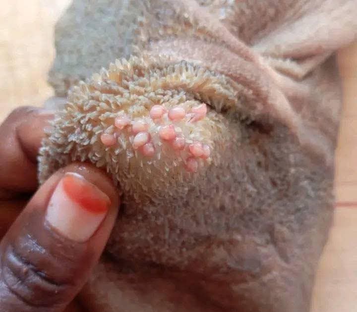تنبيه من السلطات الصحية في السودان من حبيبات طفيلية في كرش الخروف