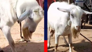 “تيس” يدر الحليب.. فيديو يثير جدلاً على مواقع التواصل