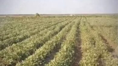 الأمم المتحدة تحذر من جفاف يهدد الموسم الزراعي في السودان